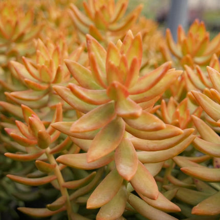 Copper Sedum Plant - Live Starter Plant in a 2 Inch Growers Pot - Sedum Nussbaumerianum - Rare and Colorful Easy Care Succulent