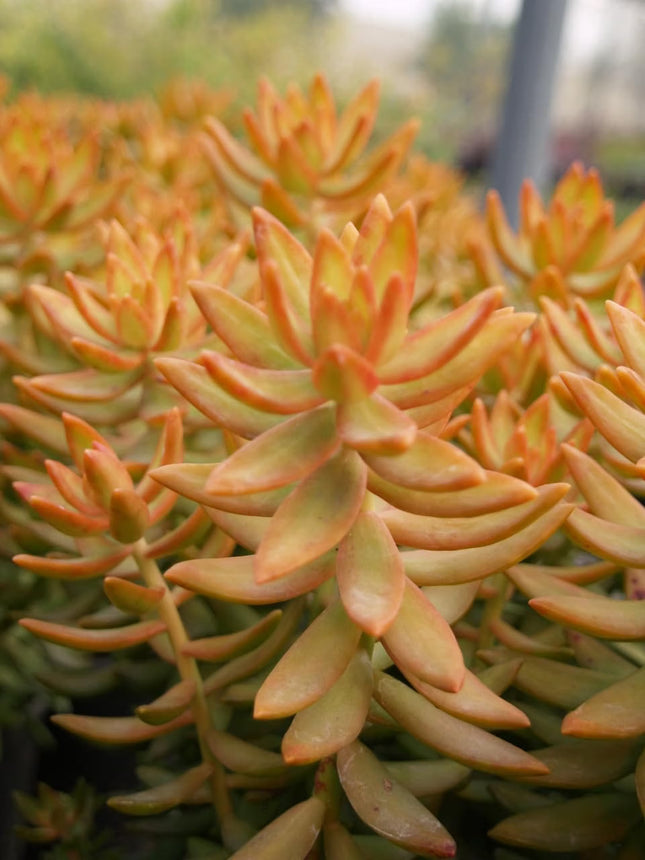 Copper Sedum Plant - Live Starter Plant in a 2 Inch Growers Pot - Sedum Nussbaumerianum - Rare and Colorful Easy Care Succulent