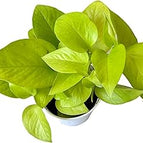 Pothos / Neon Pothos