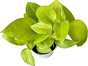 空氣清淨機綠蘿 - 霓虹燈室內植物入門花盆植物禮品家居裝飾室內任何房間