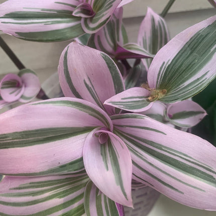 紫露草屬植物 室內植物 紫色和粉紅色