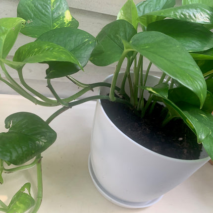 空氣清淨機綠蘿套裝室內植物入門花盆植物禮品家居裝飾室內任何房間