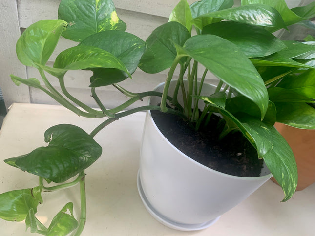 空氣清淨機綠蘿套裝室內植物入門花盆植物禮品家居裝飾室內任何房間