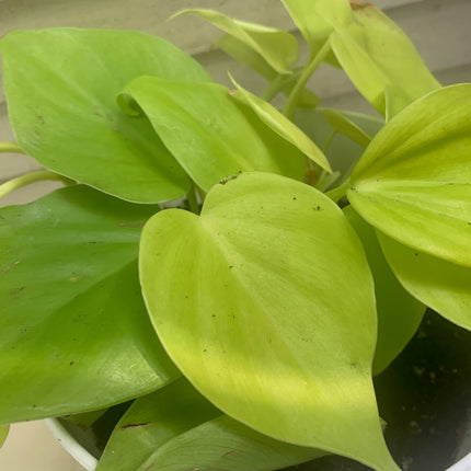 空氣清淨機綠蘿套裝室內植物入門花盆植物禮品家居裝飾室內任何房間