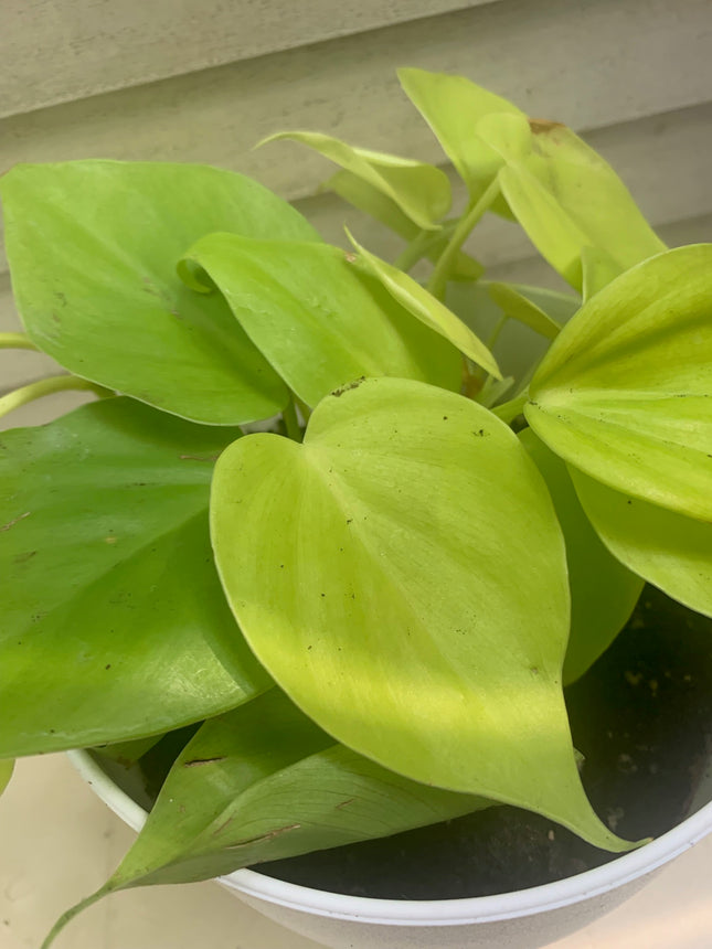 空氣清淨機綠蘿套裝室內植物入門花盆植物禮品家居裝飾室內任何房間