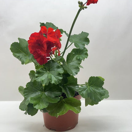 Geranium Red Year Round Vibrant Addition To Your Garden or Balcony