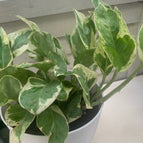 Pothos / Pearl and Jade Pothos
