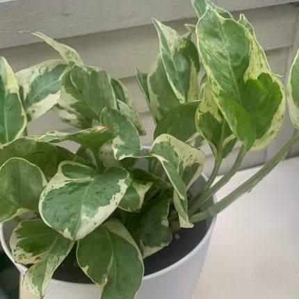 空氣清淨機綠蘿套裝室內植物入門花盆植物禮品家居裝飾室內任何房間