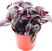 Tradescantia Zebrina Plant Indoor Plant Purple and Pink