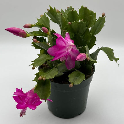 Rooted Hot Pink Cactus Plants 4" in Pot Home and Office Decoration and Gift