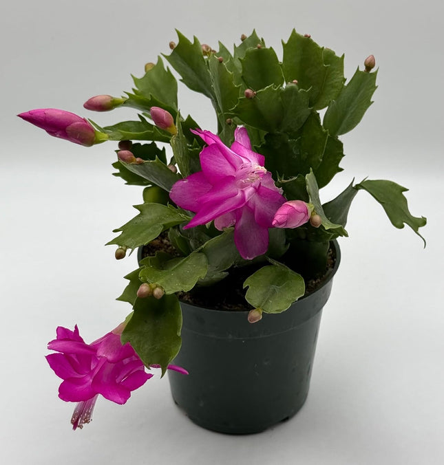 Rooted Hot Pink Cactus Plants 4" in Pot Home and Office Decoration and Gift