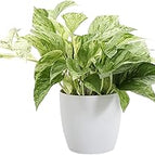 Pothos / Marble Queen Pothos