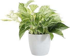 活體大理石皇后綠蘿 室內植物 易養護植物 家居裝飾 室內植物