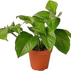 Pothos / Jade Pothos