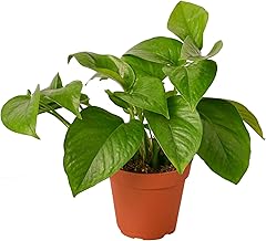 空氣清淨機 玉石綠蘿 室內植物 入門花盆 植物禮品 家居裝飾 室內 任何房間
