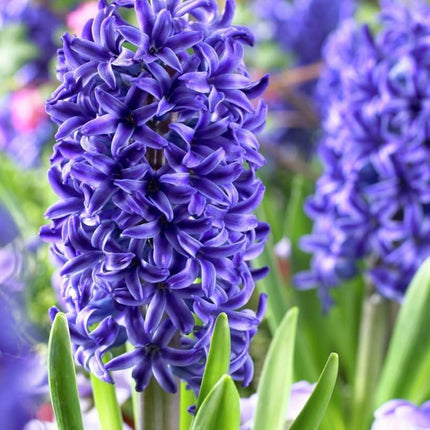 Hyacinth 1 plant Assorted Colors  in a 4 inch Grower Pot Bloom in Mid Spring Cut FLower Indoor