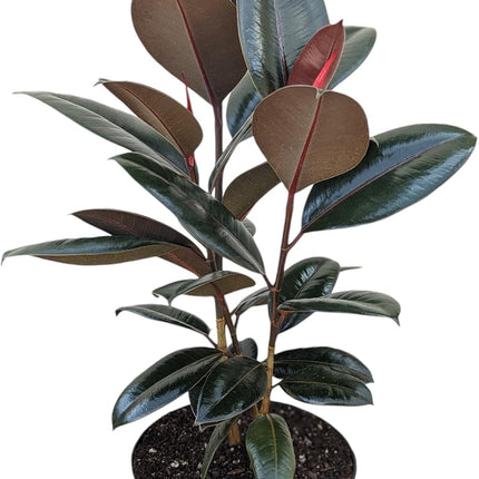 Burgundy Rubber Plant, 12 inch Pot, Live Indoor Ficus Elastica Plant 2-4 foot Tall