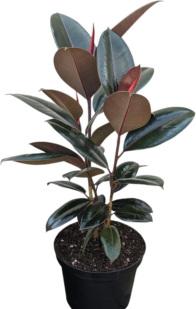 Burgundy Rubber Plant, 12 inch Pot, Live Indoor Ficus Elastica Plant 2-4 foot Tall