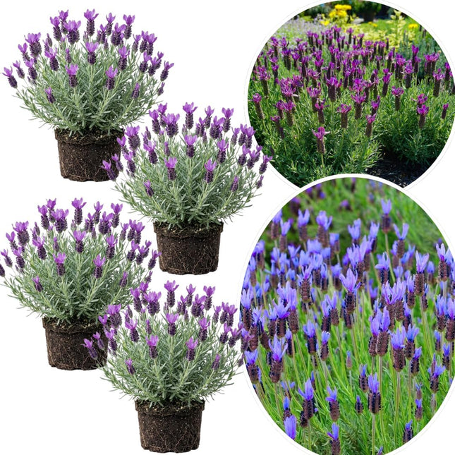Lavender Plants Live Starter Plants 1-12" in Tall, Hardy Perennial Lavender for Garden and Landscape with Fragrant Purple Blooms