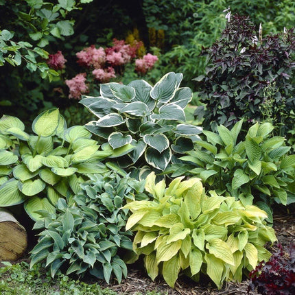 Hosta Plants Live Hardy Perennial Lavender for Garden and Landscape