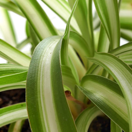 Spider Plant, Hanging Live Indoor Plant, Easy Care Hanging Trailing Houseplant in Nursery Pot, Air Purifying Plant