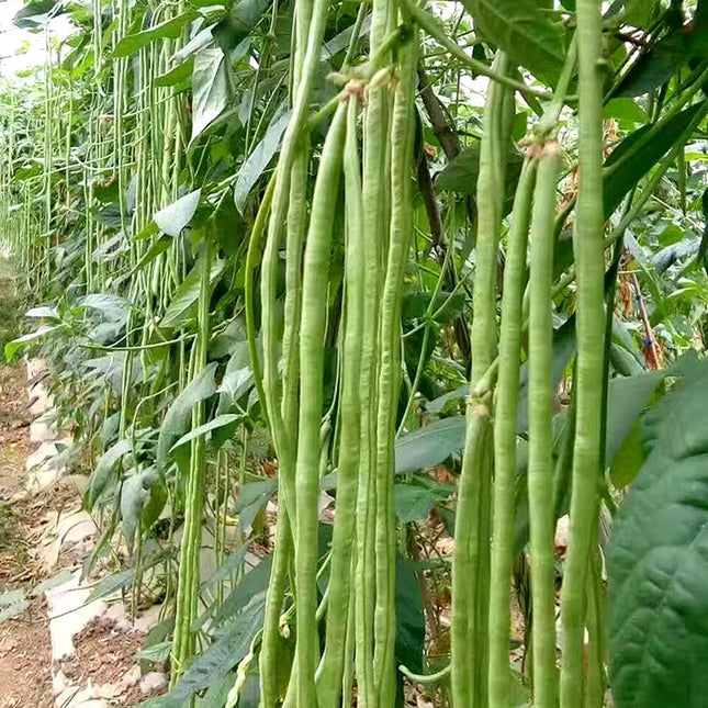 2 Yard Long Bean Plants Live Plants  4"-8" Tall in 4 Inch Pots