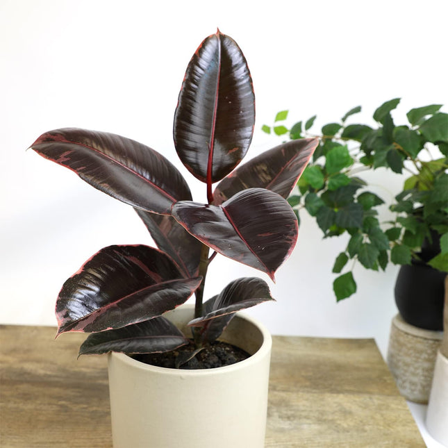 Ruby Rubber Plant, 6 inch Pot, Live Indoor Ficus Elastica Tree up to 16 Inch -2 Foot Tall