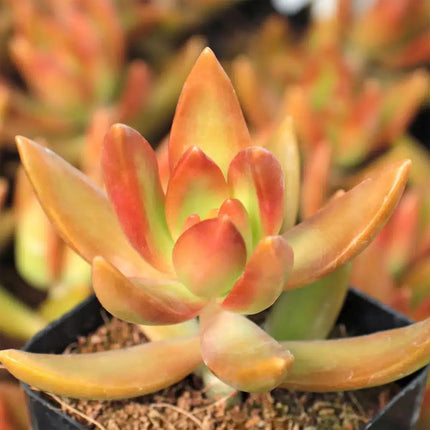Copper Sedum Plant - Live Starter Plant in a 2 Inch Growers Pot - Sedum Nussbaumerianum - Rare and Colorful Easy Care Succulent