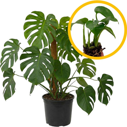 Monstera Deliciosa Floor Live Plant for Indoor or Outdoor Decoration