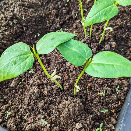2 Yard Long Bean Plants Live Plants  4"-8" Tall in 4 Inch Pots