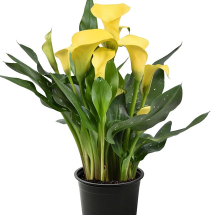 Live Flowering Calla Beautiful Spring Perennial - 12" Tall Outdoor or Indoor Landscape