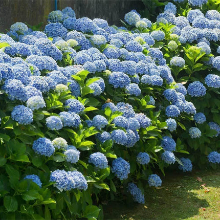 Blue Hydrangea Shrub - 6-18" Tall Live Plant Outdoor or Balcony