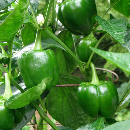 2 Pepper Plants Live Plants  4"-8" Tall in 4 Inch Pots