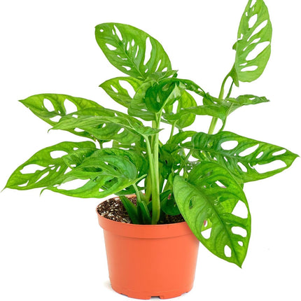 Monstera Live Swiss Cheese Vine Plant, Easy-Care Trailing Houseplant, Low-Maintenance Air-Purifying Greenery for Home, Office & Garden Décor