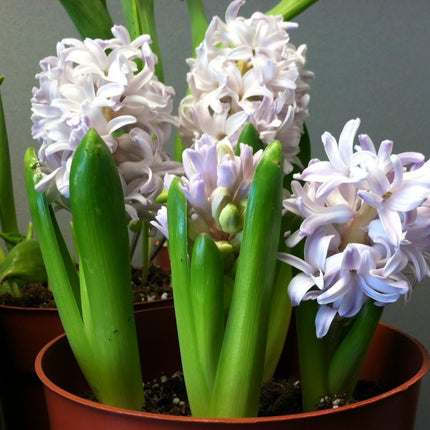 Hyacinth 1 plant Assorted Colors  in a 4 inch Grower Pot Bloom in Mid Spring Cut FLower Indoor