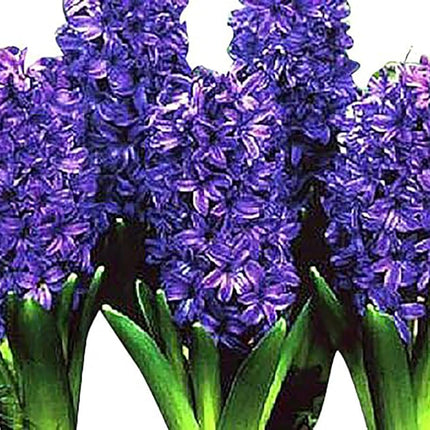 Hyacinth 1 plant Assorted Colors  in a 4 inch Grower Pot Bloom in Mid Spring Cut FLower Indoor