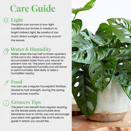 Monstera Live Swiss Cheese Vine Plant, Easy-Care Trailing Houseplant, Low-Maintenance Air-Purifying Greenery for Home, Office & Garden Décor