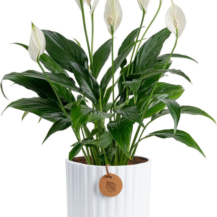 Peace Lily Live Plant Air Purifying Flowering Indoor Houseplant for Home or Office Holiday Decor 12 -24"