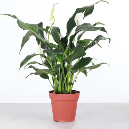 Peace Lily Live Plant Air Purifying Flowering Indoor Houseplant for Home or Office Holiday Decor 12 -24"