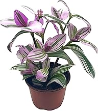 Tradescantia Zebrina Plant Indoor Plant Pink Stripe Multicolor