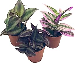 紫露草屬植物 室內植物 粉紅條紋 多色