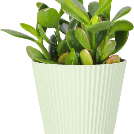 Live Jade Plant, Crassula Ovata, Easy Care Succulent, 4" Pot