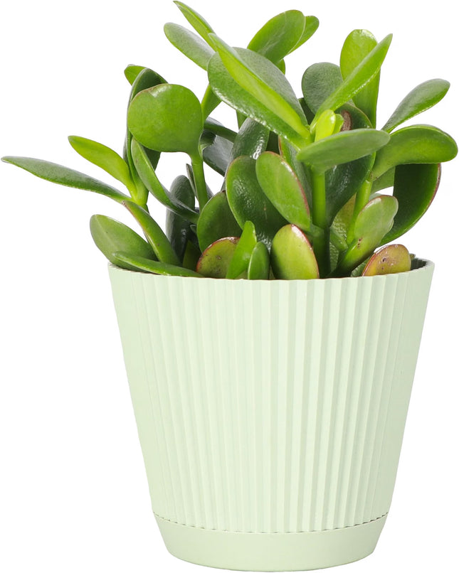 Live Jade Plant, Crassula Ovata, Easy Care Succulent, 4" Pot