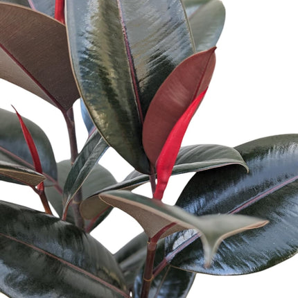 Burgundy Rubber Plant, 12 inch Pot, Live Indoor Ficus Elastica Plant 2-4 foot Tall