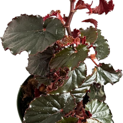 Begonia Rex Black Magic Rare Easy to Care Live Plant in 4 inch pot