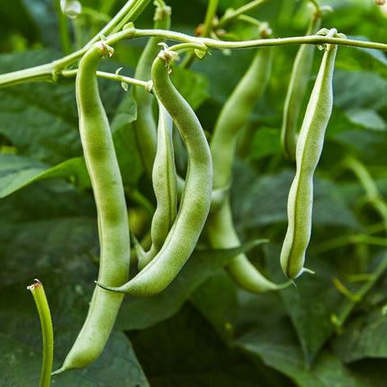 2 Bush Bean Plants Live Plants  4"-8" Tall in 4 Inch Pots