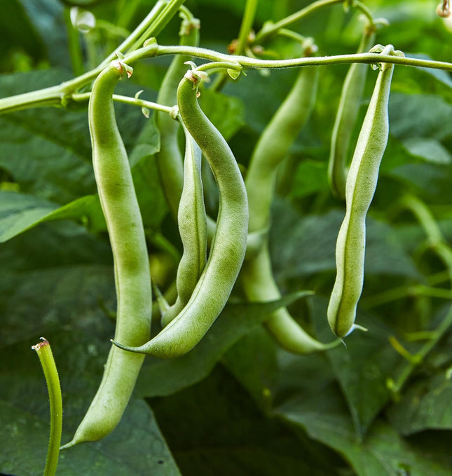 2 Bush Bean Plants Live Plants  4"-8" Tall in 4 Inch Pots