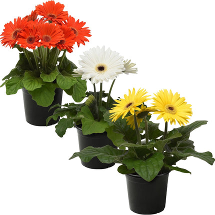 Assorted Gerbera Daisies Beautiful Spring and Summer Flowers 6 inch Pot  6"-12"