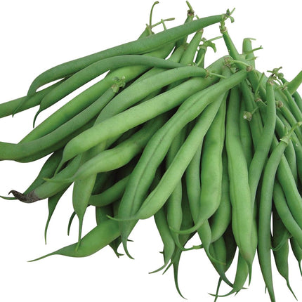 2 Bush Bean Plants Live Plants  4"-8" Tall in 4 Inch Pots
