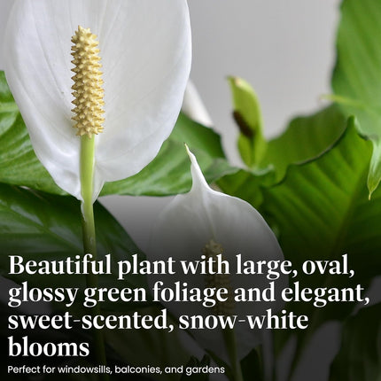 Peace Lily Live Plant Air Purifying Flowering Indoor Houseplant for Home or Office Holiday Decor 12 -24"